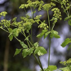 Smyrnium olusatrum