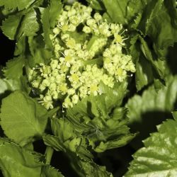 Smyrnium olusatrum