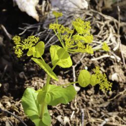 Smyrnium perfoliatum