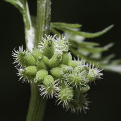 Torilis nodosa subsp. nodosa