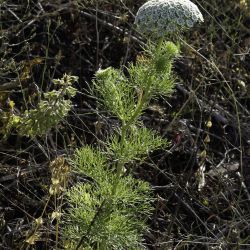 Visnaga daucoides