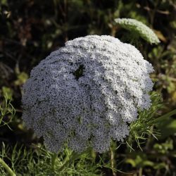 Visnaga daucoides