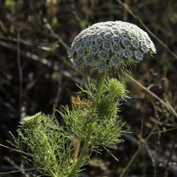 Visnaga daucoides