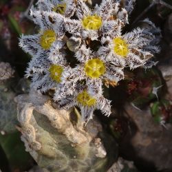 Apteranthes burchardii subsp. maura