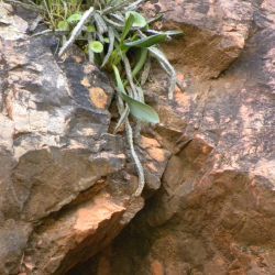 Apteranthes joannis