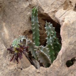 Apteranthes munbyana