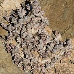 Orbea decaisneana var. hesperidum