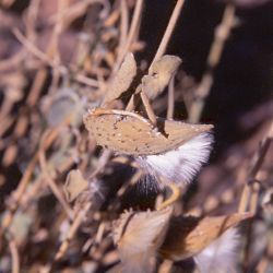 Pergularia tomentosa