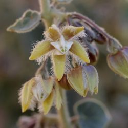 Pergularia tomentosa