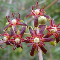 Periploca angustifolia