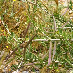 Periploca angustifolia