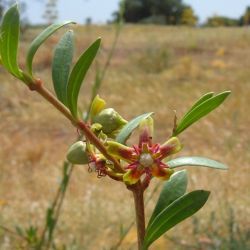 Periploca angustifolia
