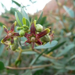 Periploca angustifolia