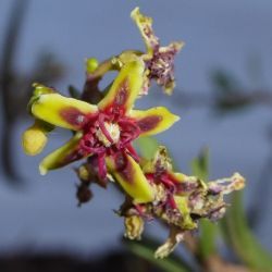 Periploca angustifolia
