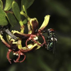 Periploca angustifolia