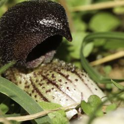Arisarum simorrhinum