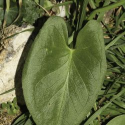 Arisarum simorrhinum