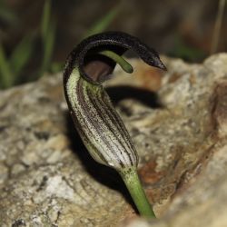 Araceae