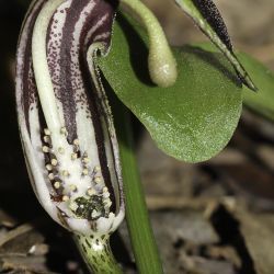 Araceae