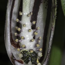 Arisarum vulgare