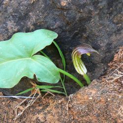 Arisarum vulgare