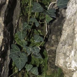 Hedera helix subsp. maroccana