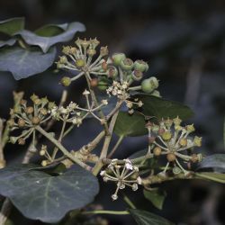 Hedera helix subsp. maroccana