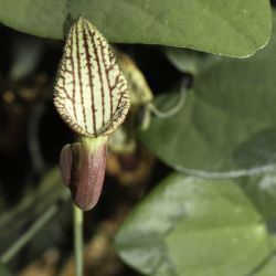 Aristolochia baetica