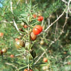 Asparagus altissimus