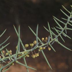Asparagus horridus