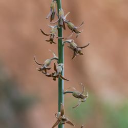 Dipcadi serotinum subsp. fulvum