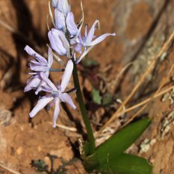 Hyacinthoides flahaultiana