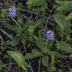 Hyacinthoides lingulata