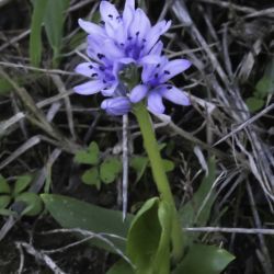 Hyacinthoides lingulata