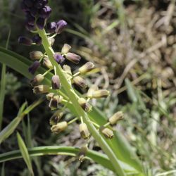 Leopoldia comosa