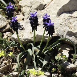 Muscari neglectum