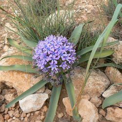 Oncostema gr. peruviana