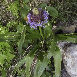 Oncostema gr. peruviana