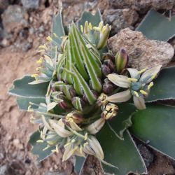 Oncostema gr. peruviana