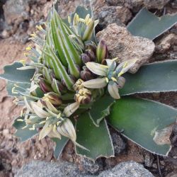 Oncostema gr. peruviana