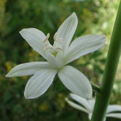 Ornithogalum narbonense