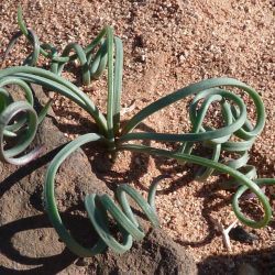 Spirophyllos noctiflorus