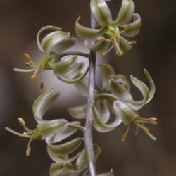 Spirophyllos noctiflorus