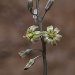 Spirophyllos noctiflorus