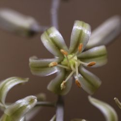 Spirophyllos noctiflorus
