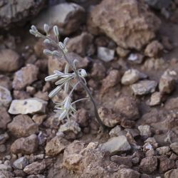 Spirophyllos noctiflorus