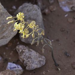 Spirophyllos noctiflorus