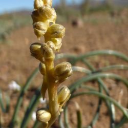 Spirophyllos noctiflorus