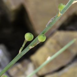 Asphodelus roseus