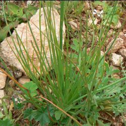 Asphodelus tenuifolius